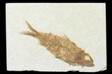 Fossil Fish (Knightia) - Wyoming #143459-1